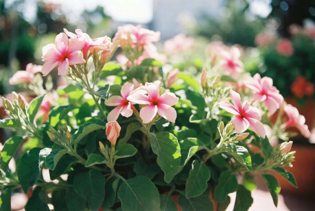 plant with pink flowers