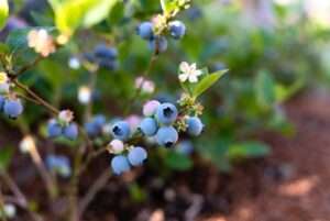 powder blue blueberry plant