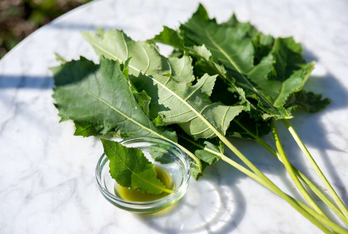 resh Leaf of Life leaves and juice for safe traditional use.