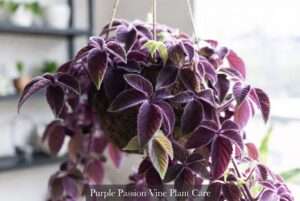 purple passion vine plant
