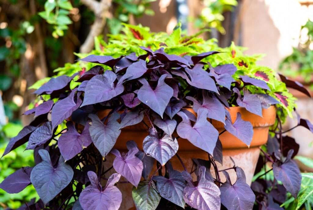 purple sweet potato vine plant