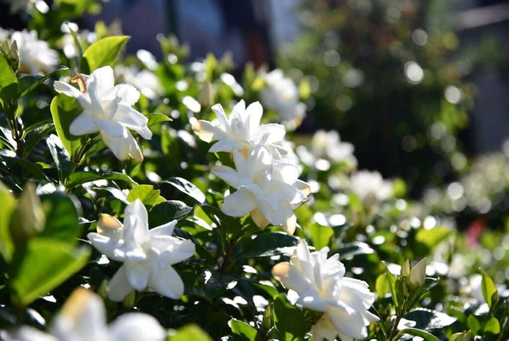 radicans gardenia plant
