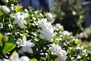 radicans gardenia plant