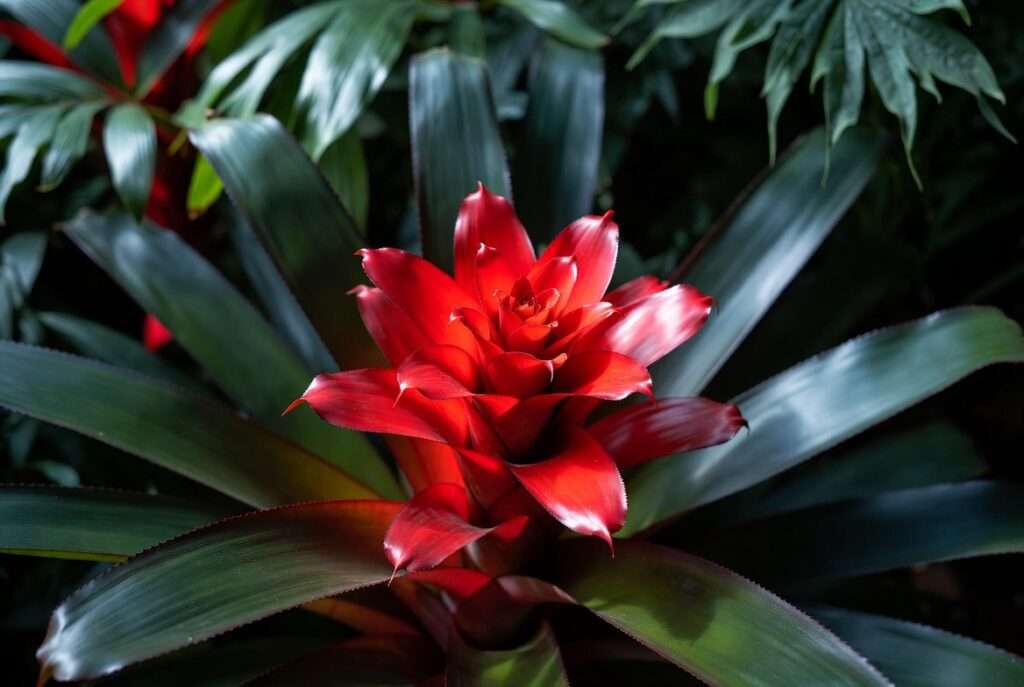 red bromeliad plant