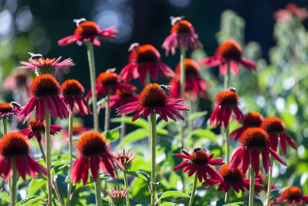 red echinacea plant