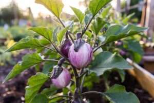 rosa bianca eggplant plant