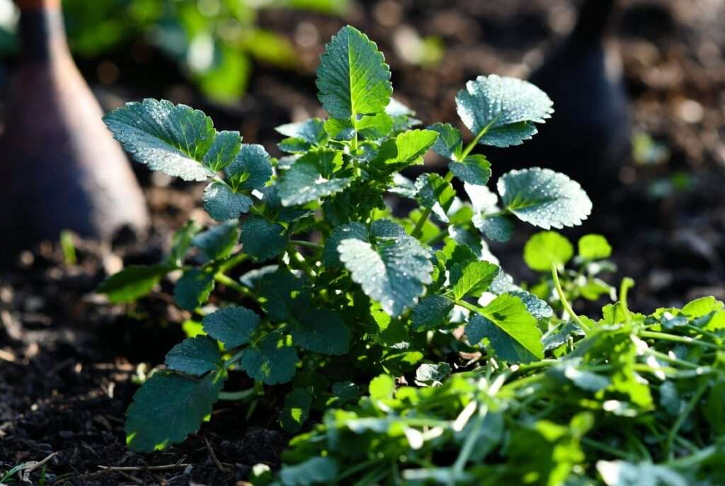 sawtooth coriander plant