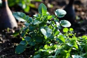 sawtooth coriander plant