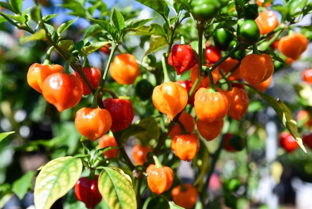 scotch bonnet pepper plant