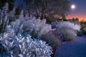 silver gray foliage plants