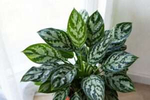 silver queen plant