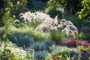 small ornamental grass plants