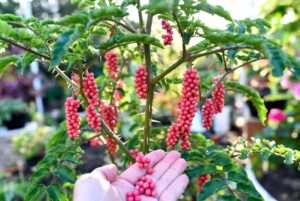 szechuan pepper plant