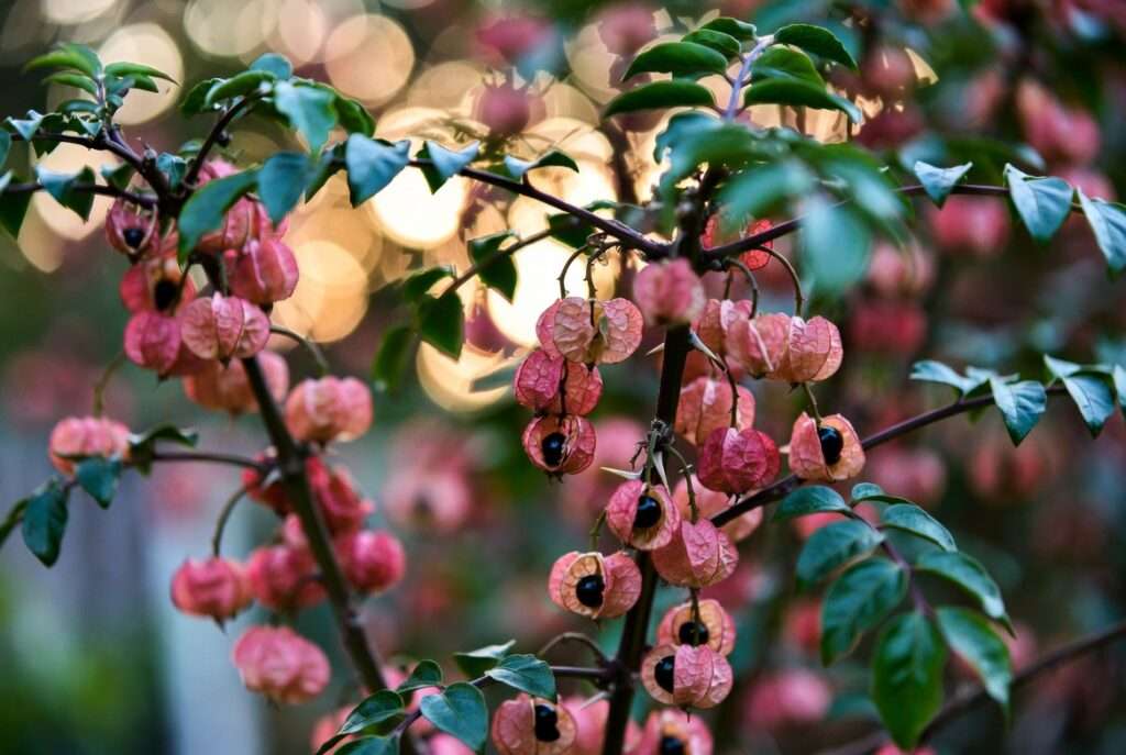 szechuan peppercorn plant