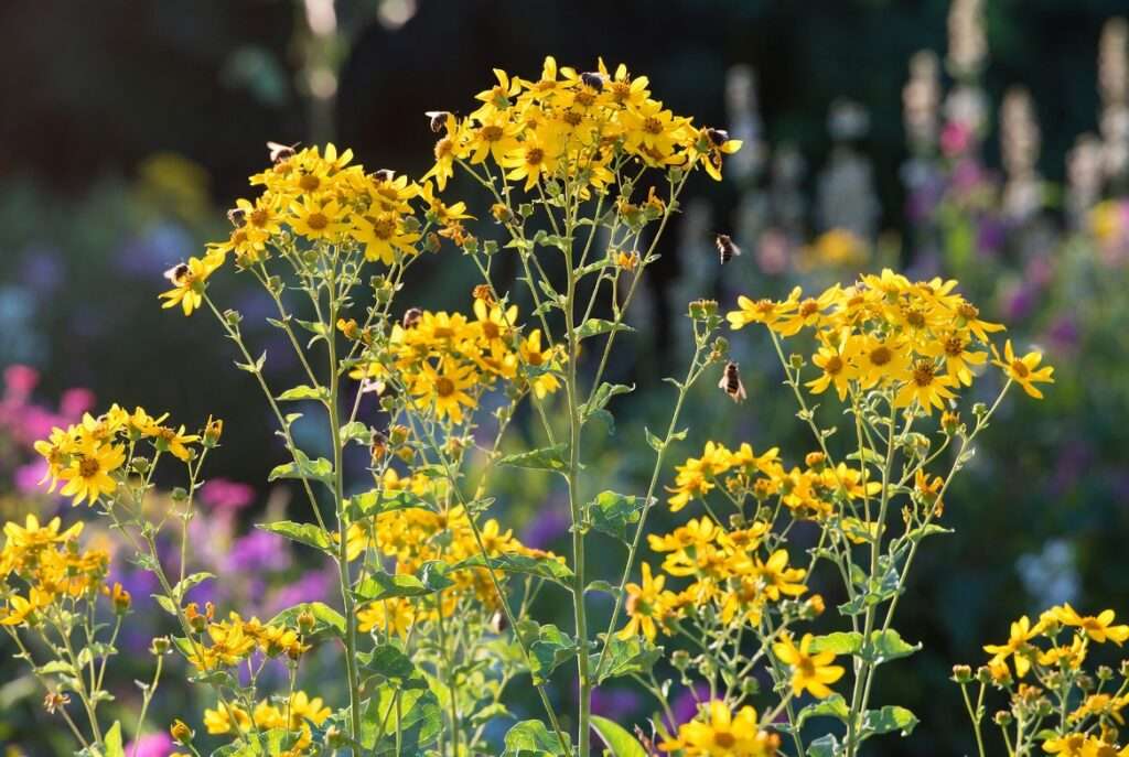 tall coreopsis plant