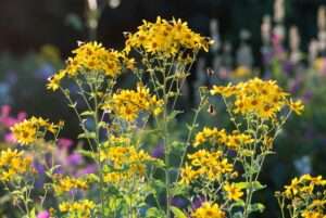 tall coreopsis plant