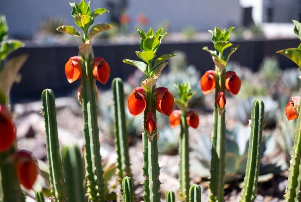 tall slipper plant