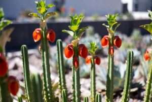 tall slipper plant
