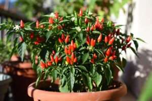 thai chili pepper plant
