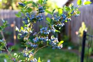 tifblue blueberry plant