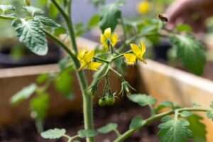 tomato plant flowers but no fruit