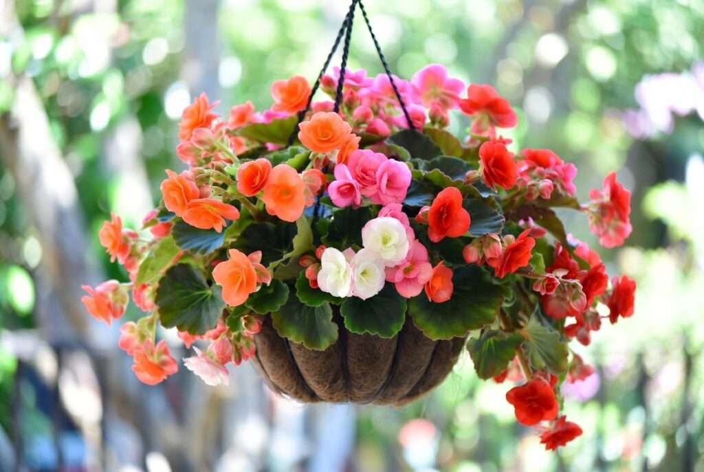 trailing begonia plants