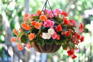trailing begonia plants