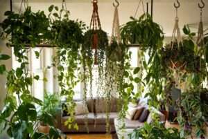 trailing plants indoor