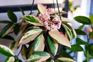 variegated hoya plant