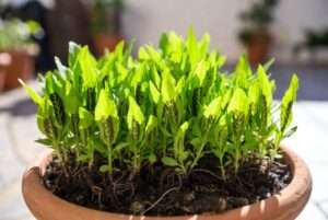 vietnamese coriander plants