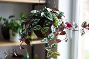 wandering jew plant care