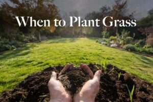 when to plant grass