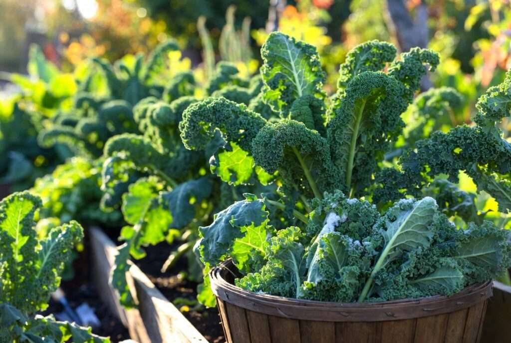 when to plant kale
