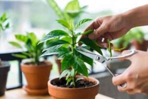 when to top pot plants