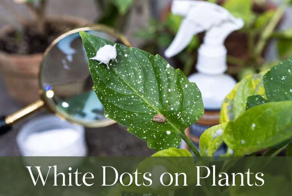 white dots on plants