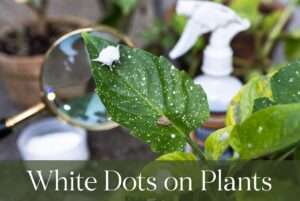 white dots on plants
