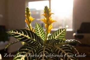 zebra plant turlock california