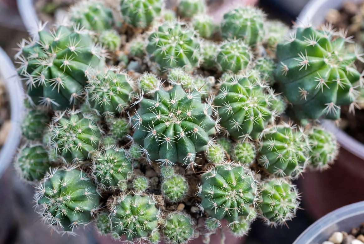 A close-up view of a cactus overflowing its pot with multiple small offsets and pups.
