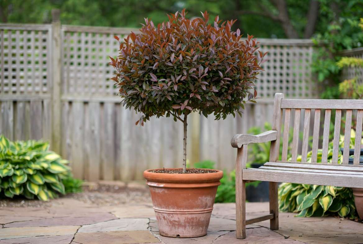 Mature 5-foot Bonfire Peach tree in a large terracotta pot on a patio, demonstrating its compact dwarf size next to a wooden garden bench.