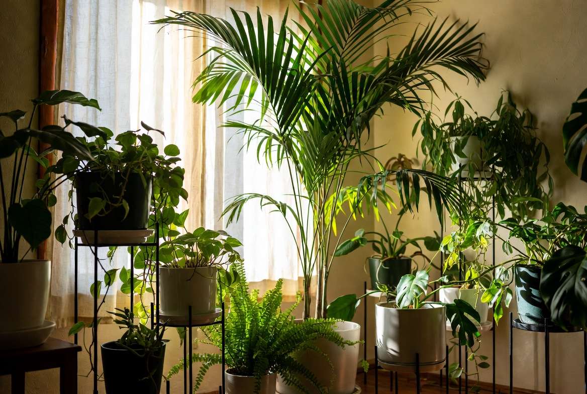 Miniature palm tree styled in a beautiful indoor tropical plant corner with companion plants