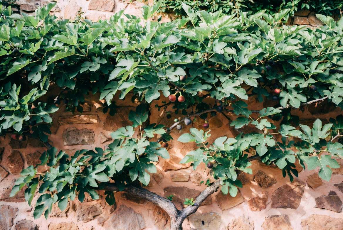 Espalier fig tree trained on wall producing abundant fruit