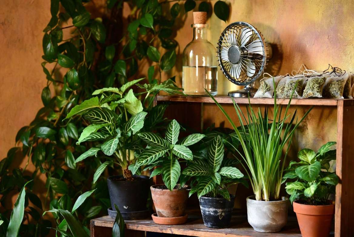 dvanced natural mosquito control tips using indoor plants and essential oils