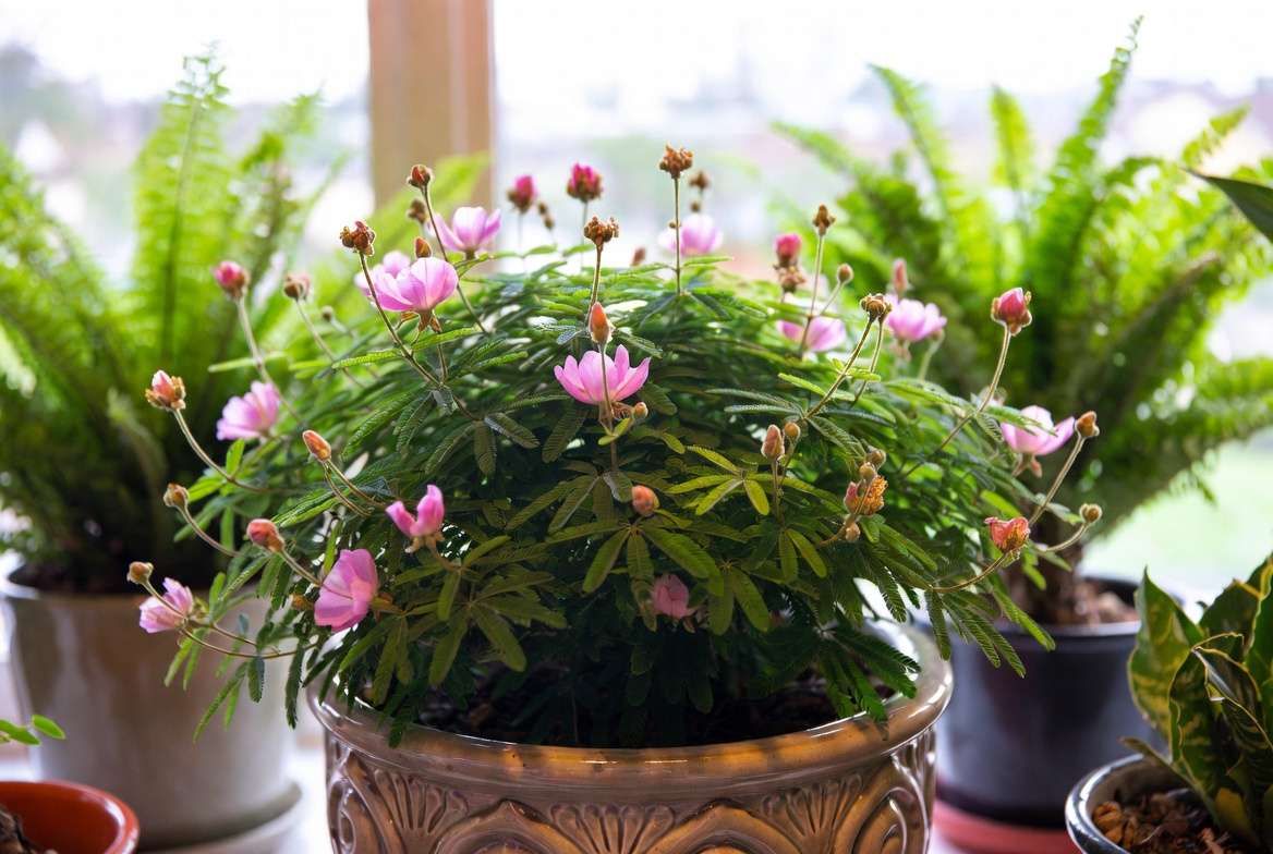 Mature healthy Mimosa pudica plant with flowers in home garden setting