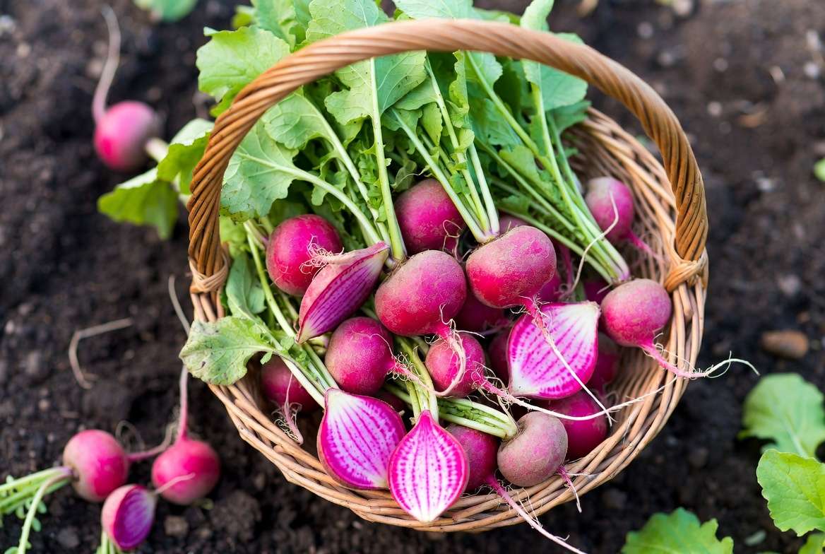 Bountiful fresh harvested watermelon radish in garden basket