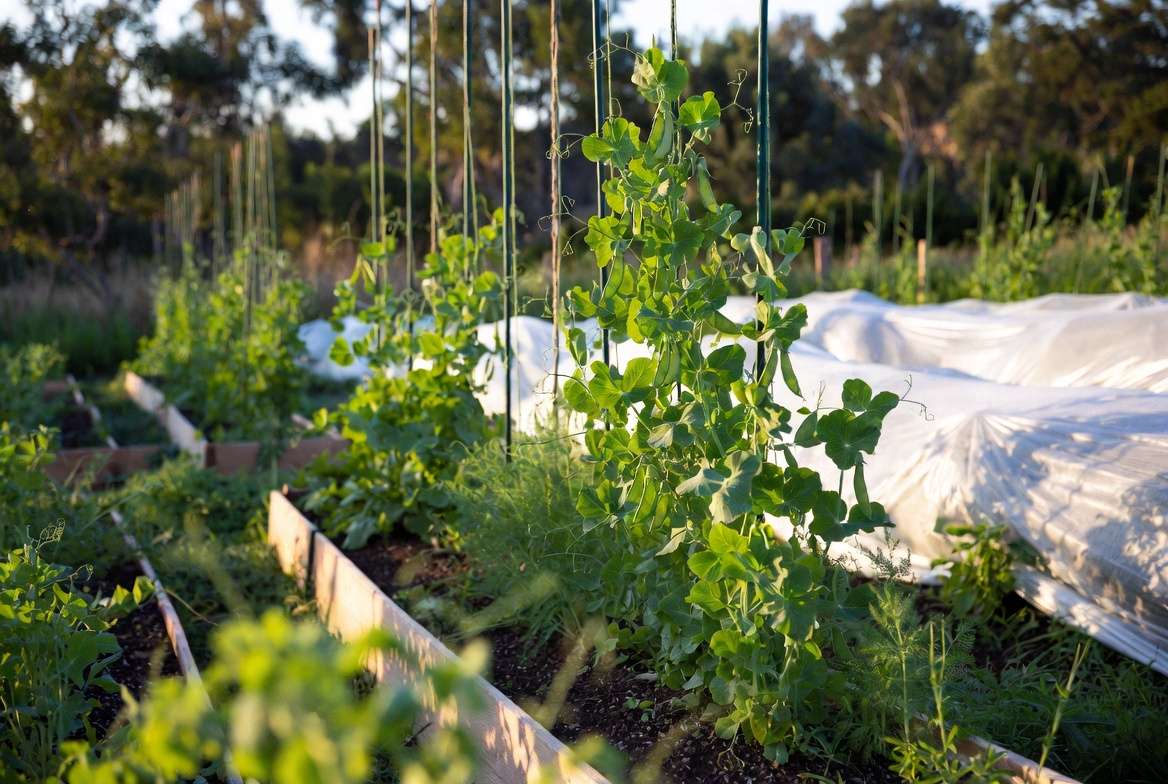 Advanced vertical gardening and trellising techniques for Sugar Daddy pea plants