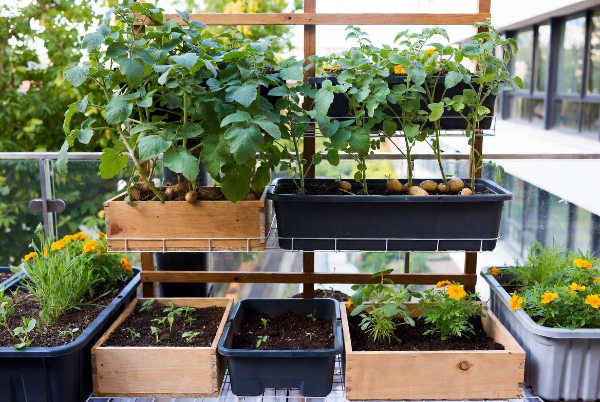 Advanced container potato gardening setup with companion plant