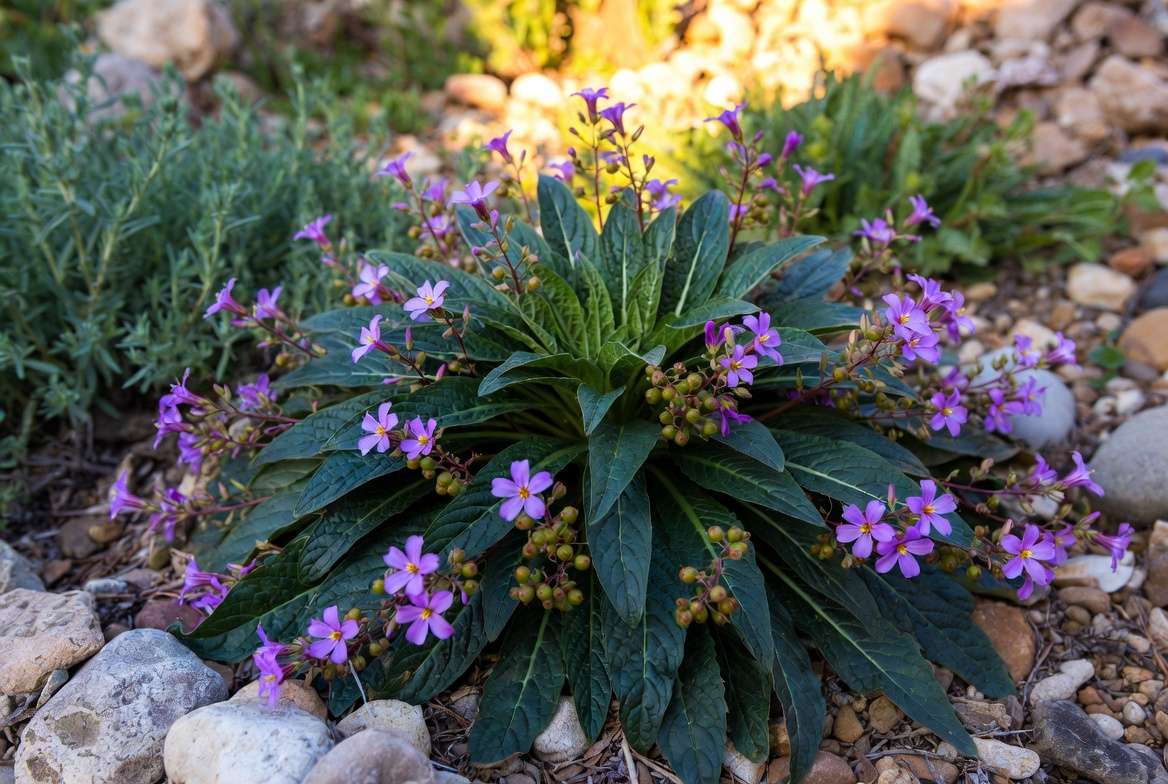 Mature thriving mandrake plant with flowers and berries in rock garden