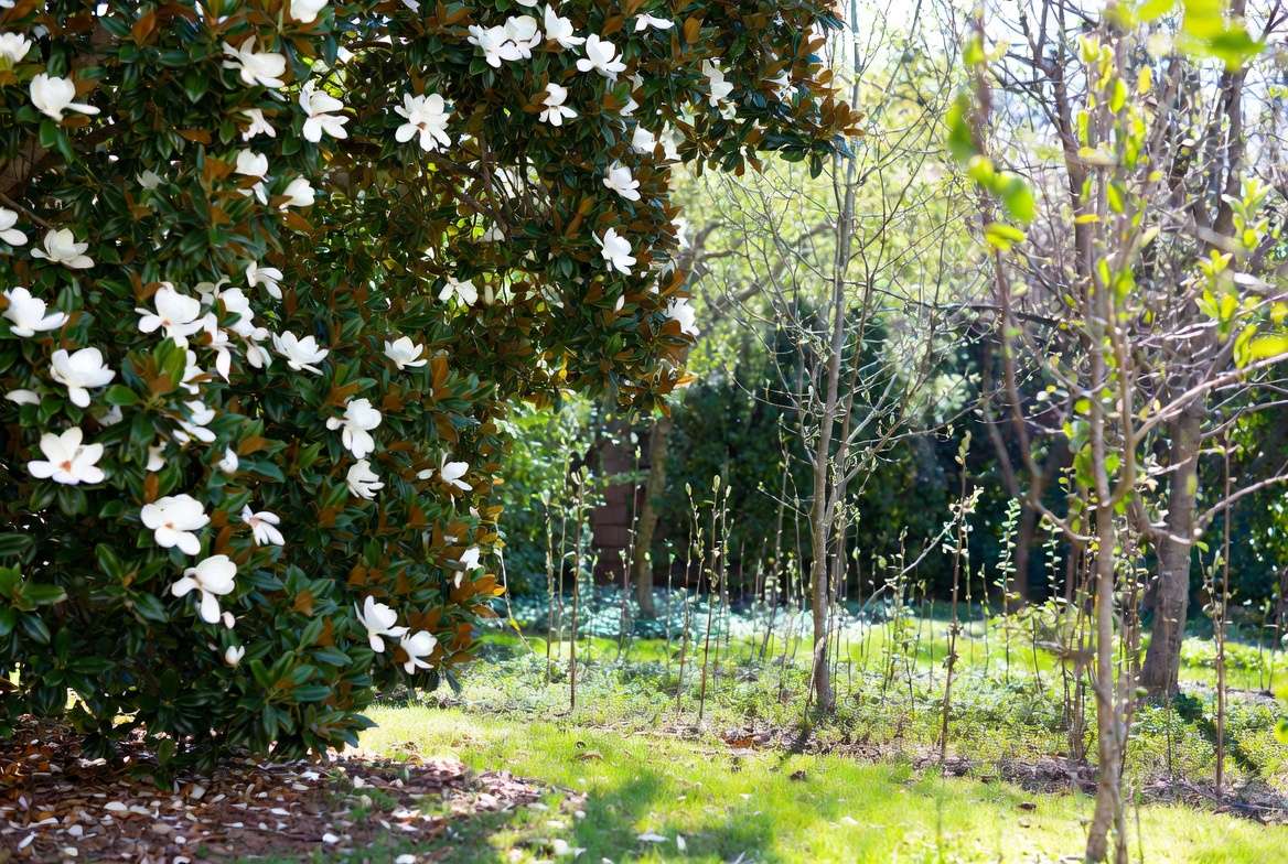 Beautiful magnolia garden showing successful growth from seeds to mature trees