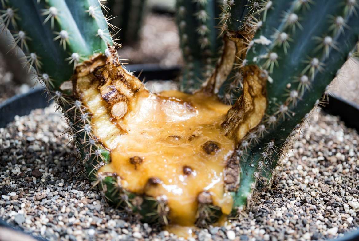 Close-up photo showing severe, wet bacterial soft rot causing structural collapse on the base of a columnar cactus