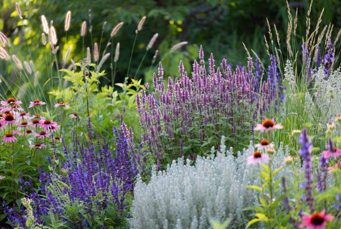 Stachys Hummelo paired with companion plants in garden border